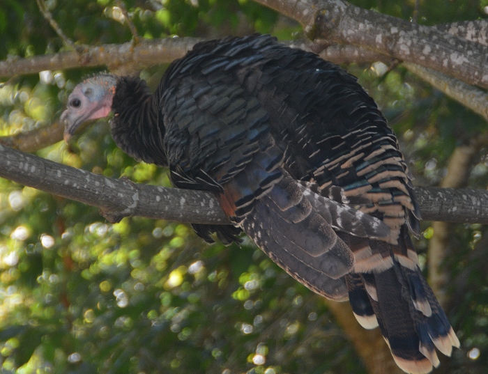turkey in tree